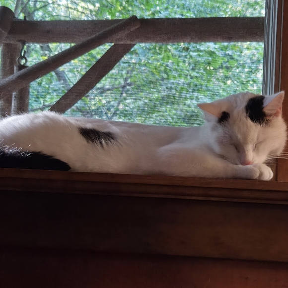 Meet your Posher, Amanda - Picture 3 of 7